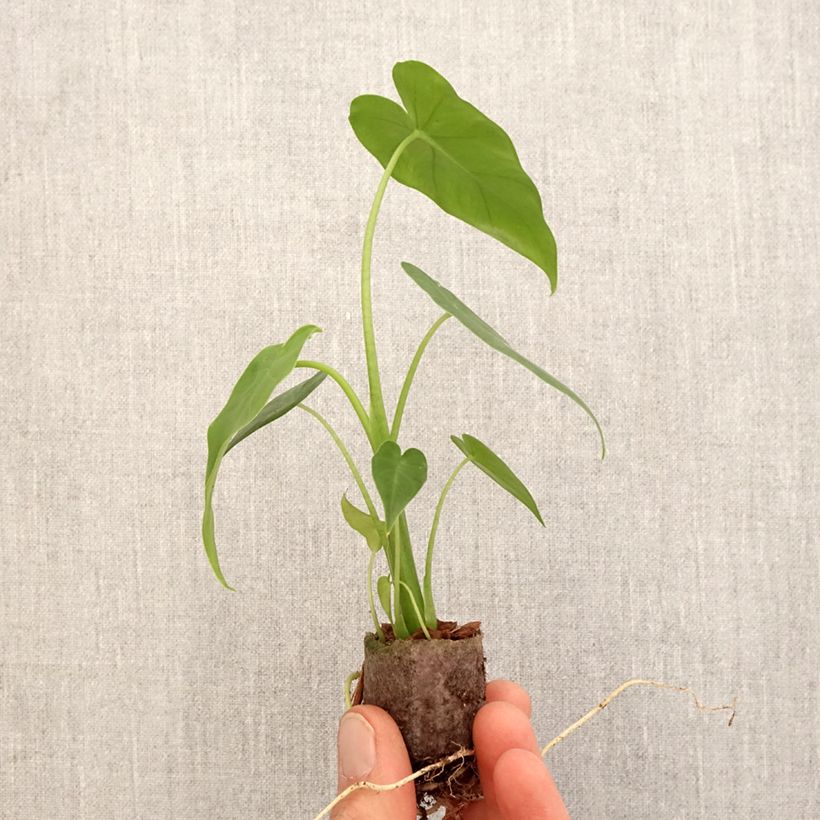Example of Alocasia California - Pfeilblatt Mini-plante as you get in printemps