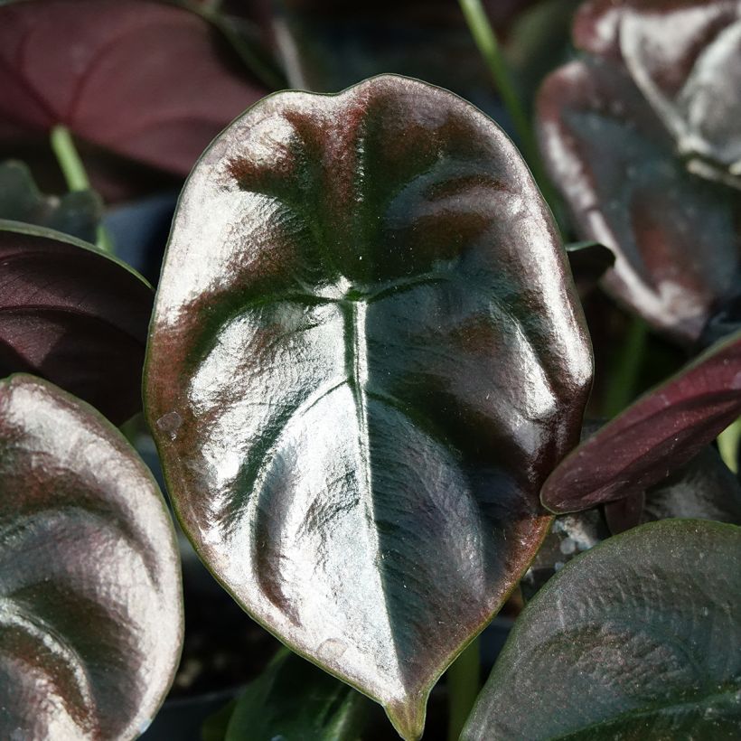 Alocasia cuprea Red - Pfeilblatt (Laub)