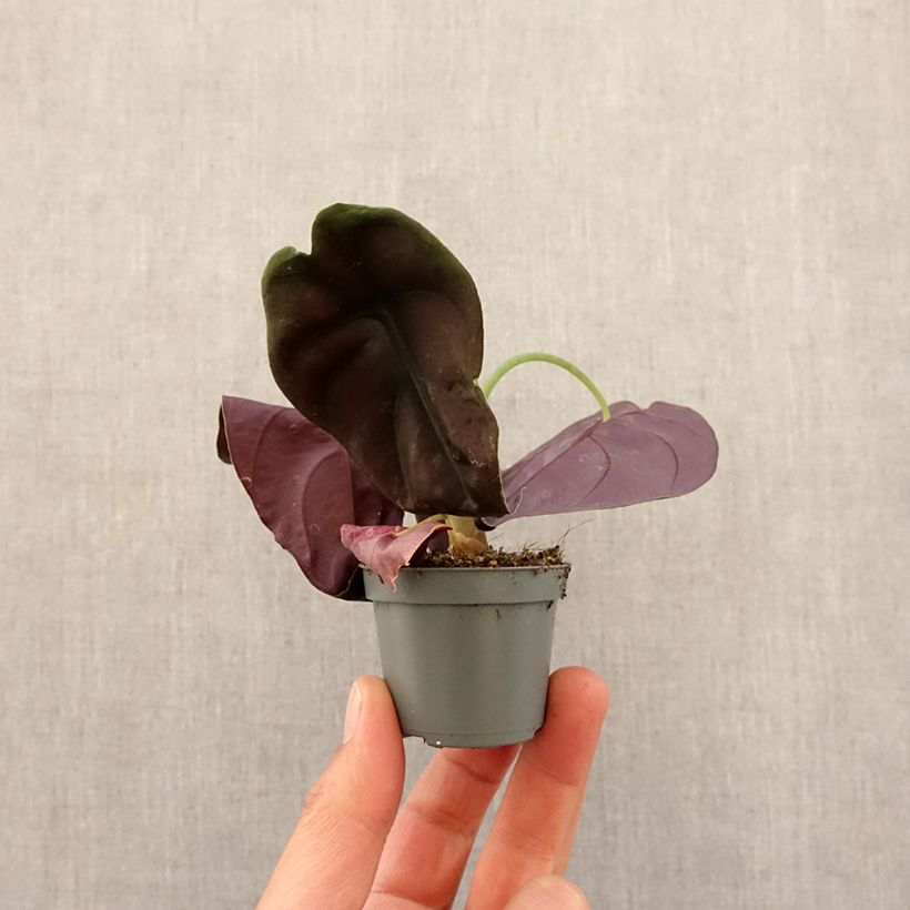 Example of Alocasia cuprea Red - Pfeilblatt Mini-plante as you get in printemps