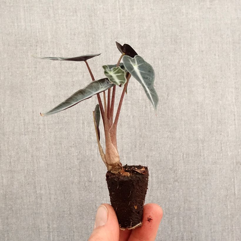Example of Alocasia Curly Bambino - Pfeilblatt Mini-plante as you get in printemps