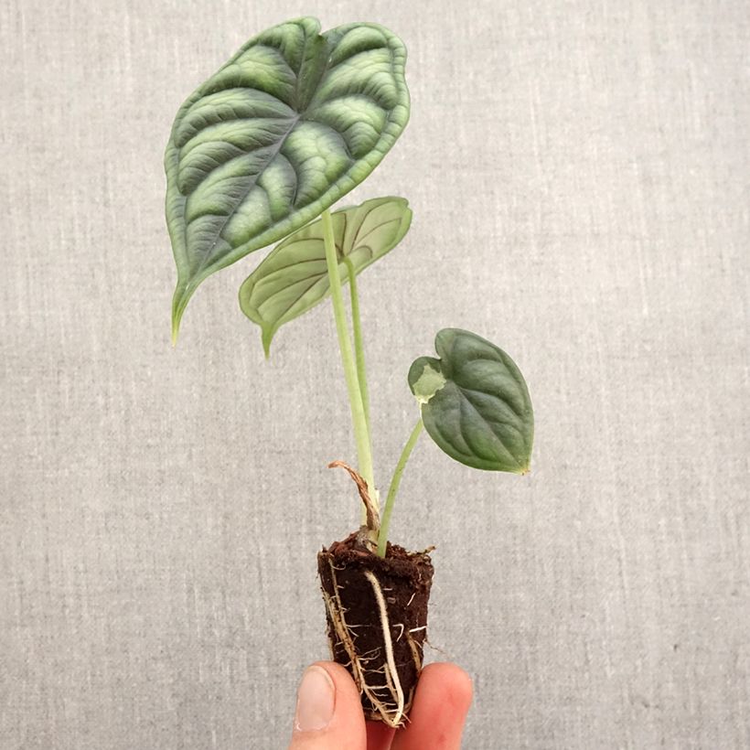 Example of Alocasia Dragon Scale - Pfeilblatt Mini-plante as you get in printemps