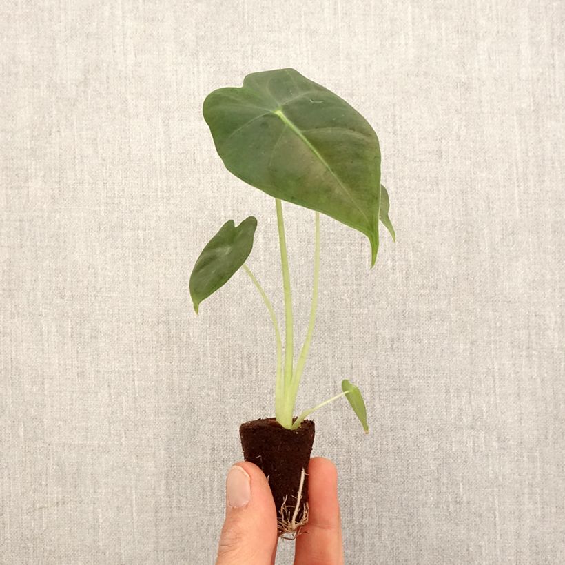 Example of Alocasia Frydek - Pfeilblatt Mini-plante as you get in printemps