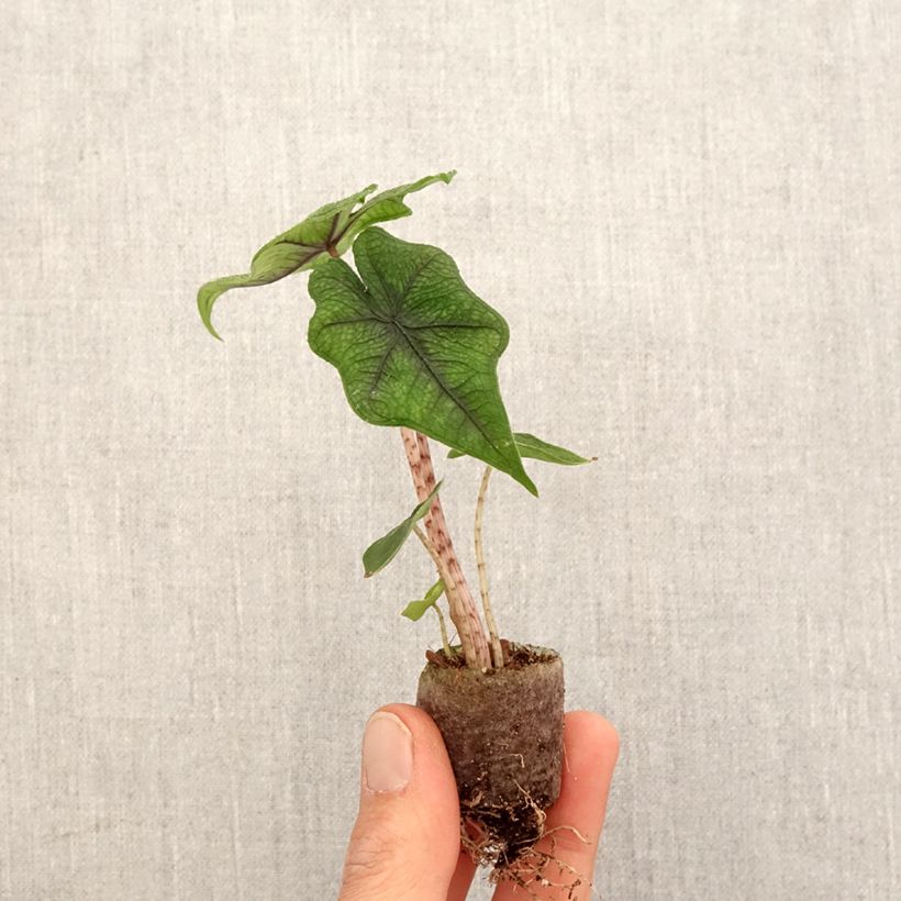Example of Alocasia Jacklyn - Pfeilblatt Mini-plante as you get in printemps