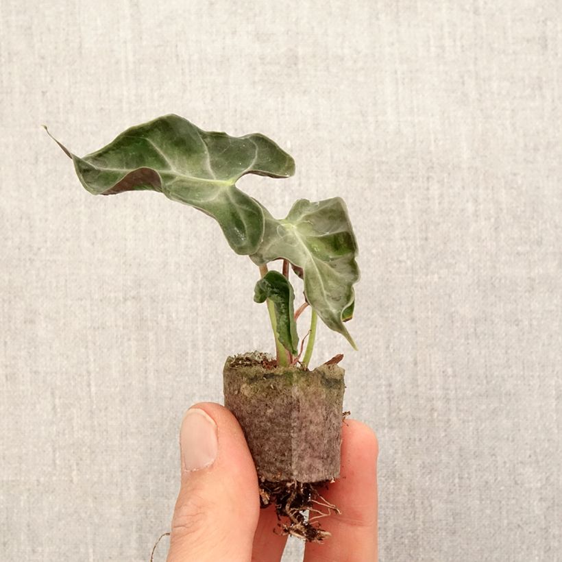 Example of Alocasia Loco - Pfeilblatt Mini-plante as you get in printemps