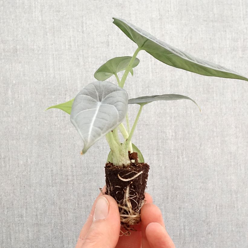 Example of Alocasia Maharani - Pfeilblatt Mini-plante as you get in printemps