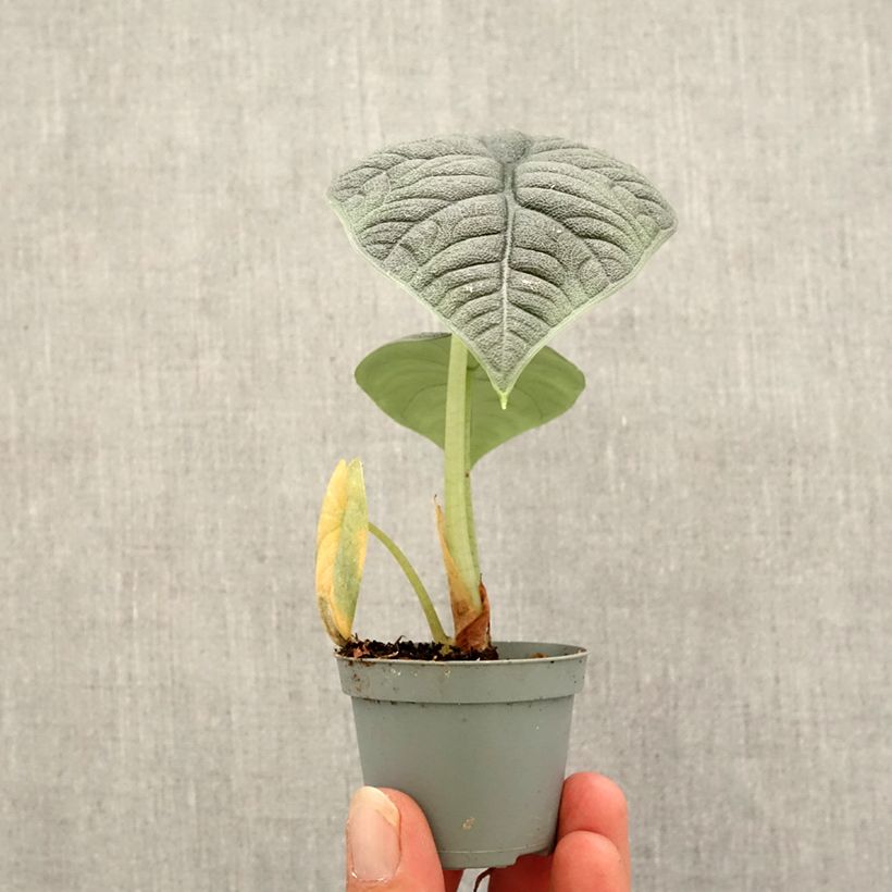 Exemplar von Alocasia melo - Pfeilblatt Mini-plante wie im Herbst geliefert