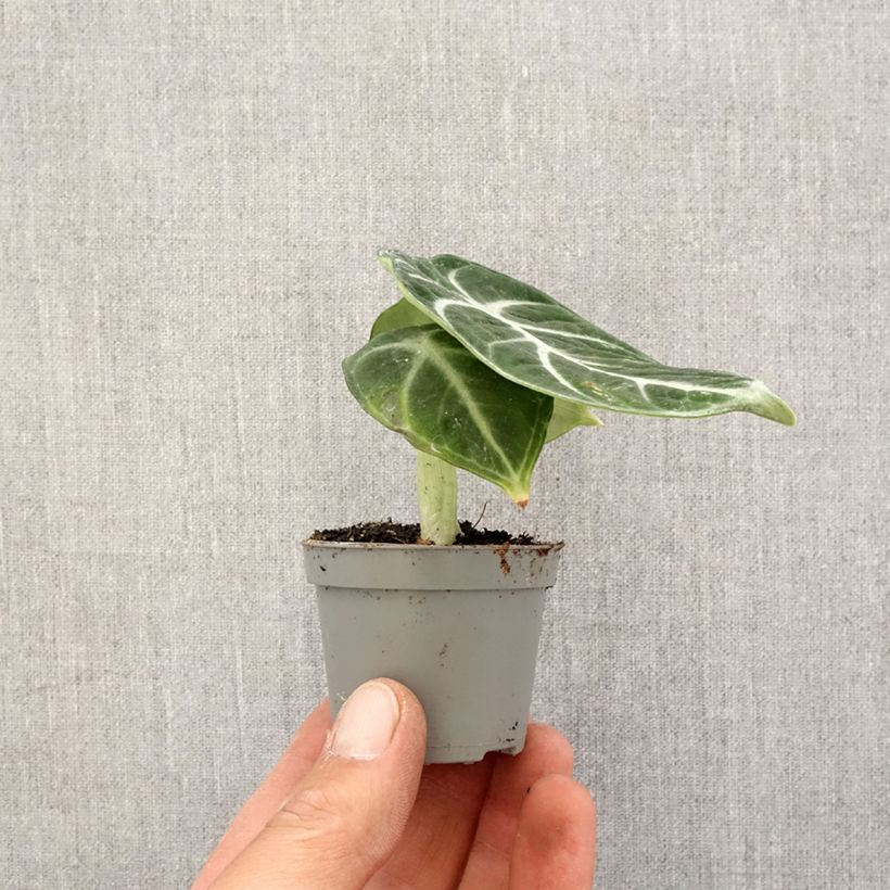 Example of Alocasia Ninja - Pfeilblatt Mini-plante as you get in printemps