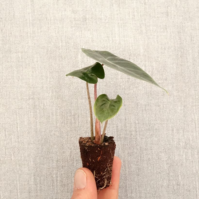 Example of Alocasia Pink Dragon - Pfeilblatt Mini-plante as you get in printemps