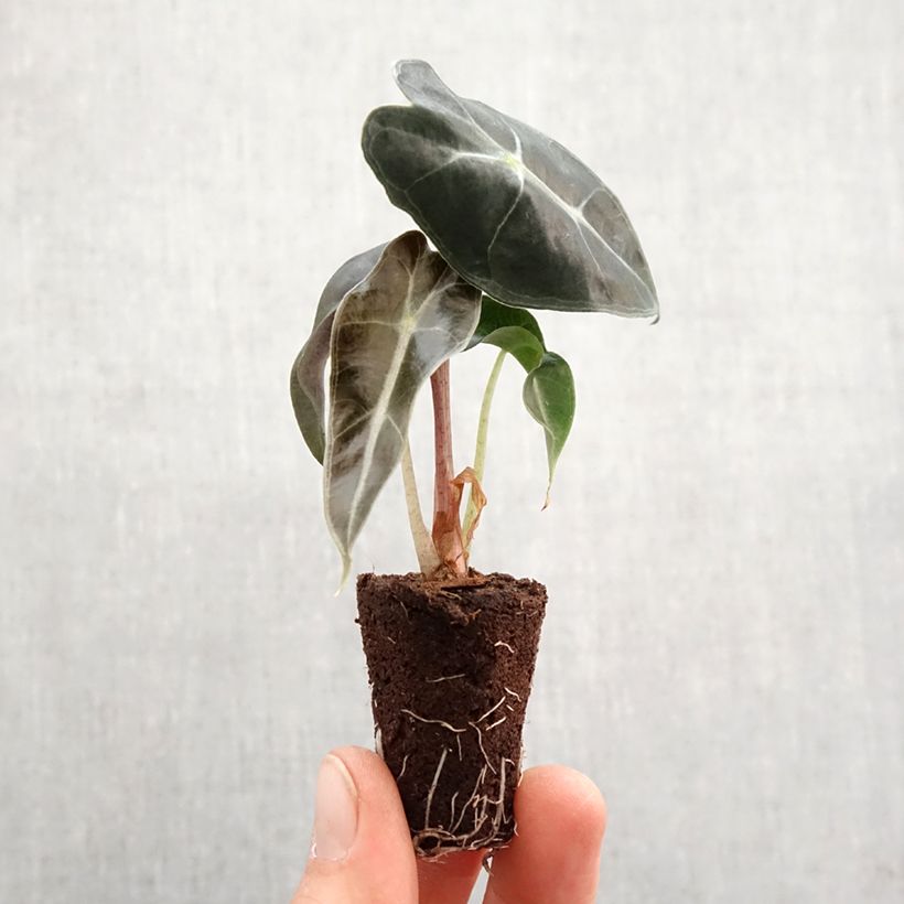Example of Alocasia Polly - Pfeilblatt Mini-plante as you get in printemps
