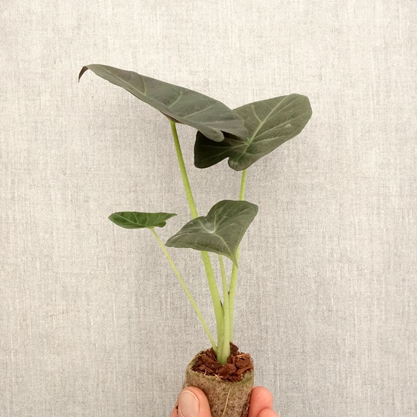 Example of Alocasia Regal Shields - Pfeilblatt Mini-plante as you get in printemps