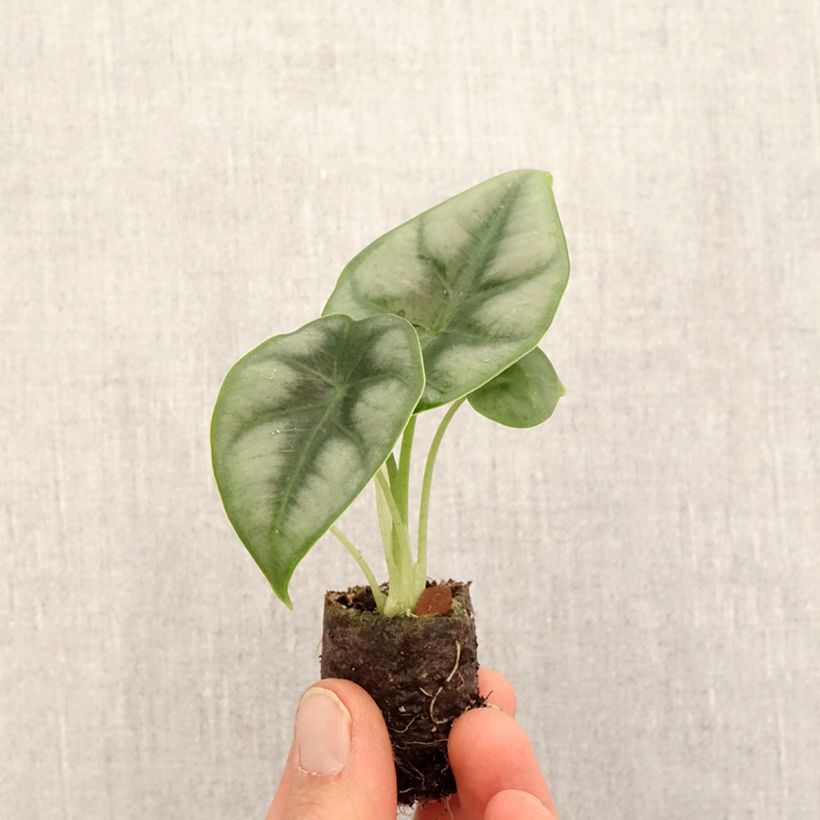 Example of Alocasia reversa - Pfeilblatt Mini-plante as you get in printemps