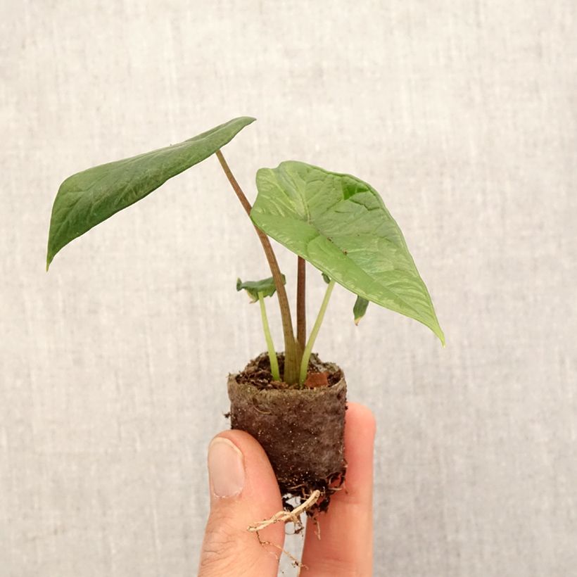 Example of Alocasia scalprum - Pfeilblatt Mini-plante as you get in printemps