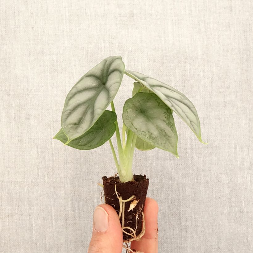 Example of Alocasia Silver Dragon - Pfeilblatt Mini-plante as you get in printemps