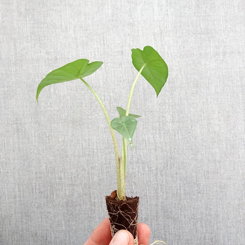Example of Alocasia Sumo - Pfeilblatt Mini-plante as you get in printemps
