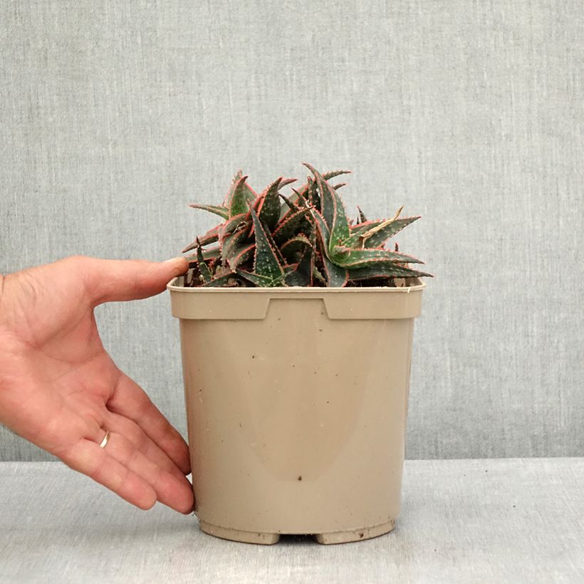 Example of Aloe Christmas Carol Topf mit 3L/4L as you get in ete