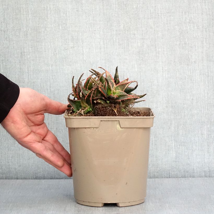 Exemplar von Aloe Christmas Carol Topf mit 3L/4L wie im Winter geliefert