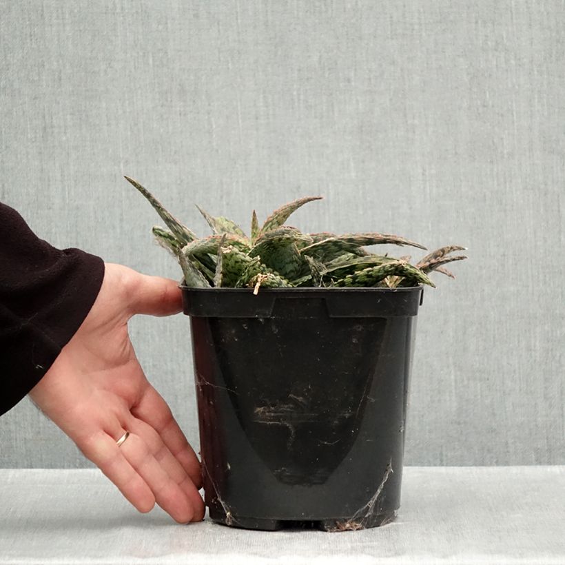 Exemplar von Aloe Delta Lights Topf mit 3L/4L wie im Herbst geliefert
