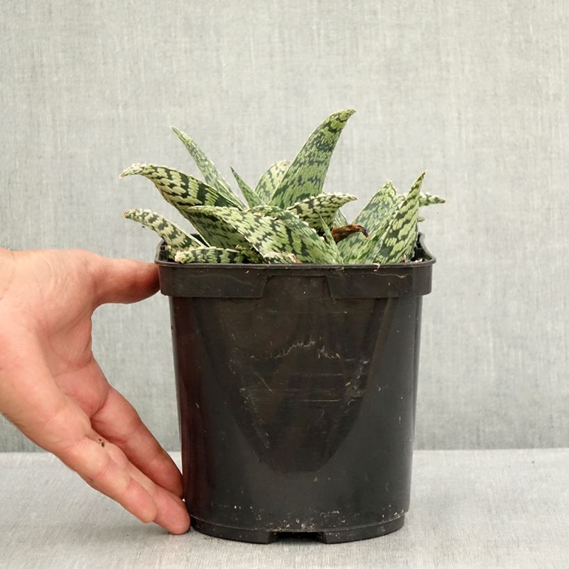 Example of Aloe Delta Lights Topf mit 3L/4L as you get in ete