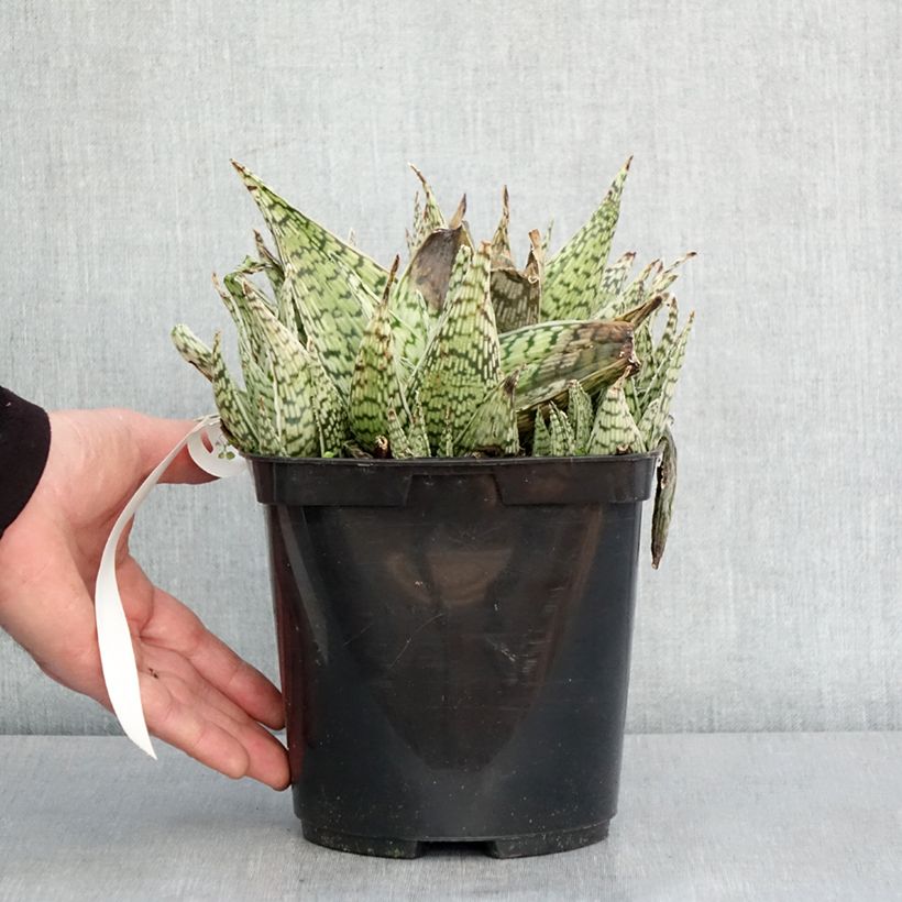 Exemplar von Aloe Delta Lights Topf mit 3L/4L wie im Winter geliefert