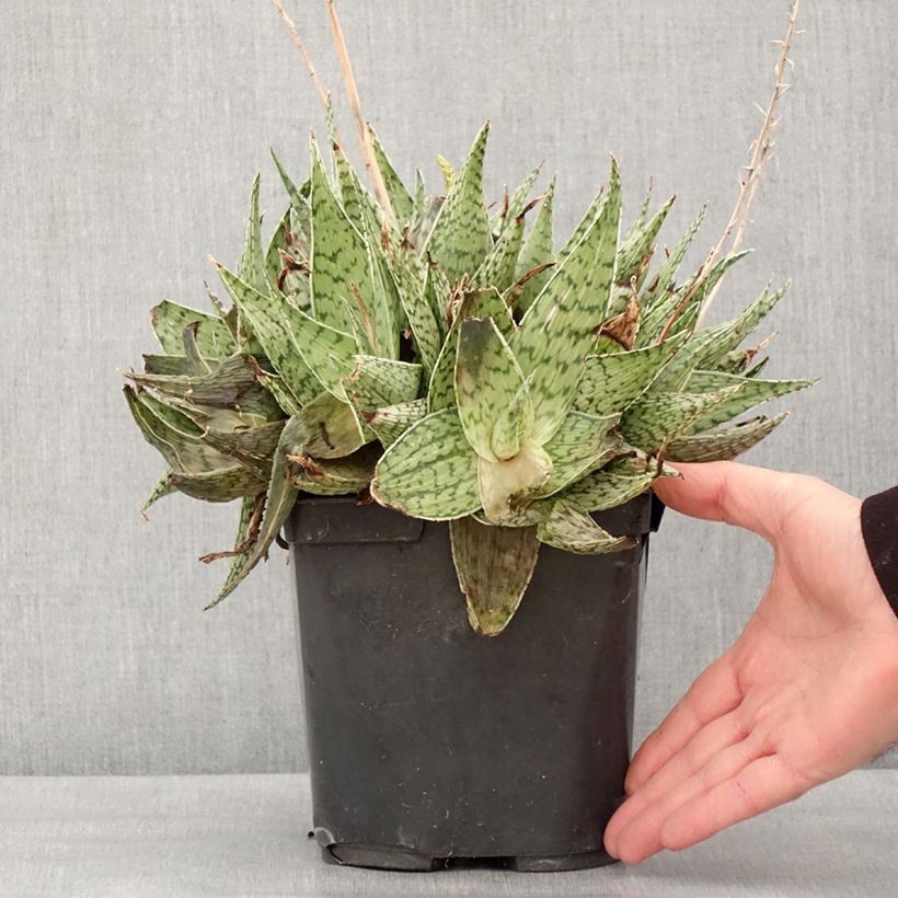 Exemplar von Aloe harlana Topf mit 3L/4L wie im Winter geliefert