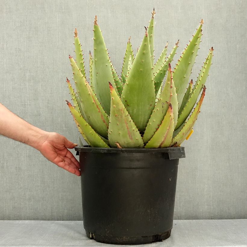 Exemplar von Aloe marlothii Topf mit 20L/25L wie im Frühjahr geliefert