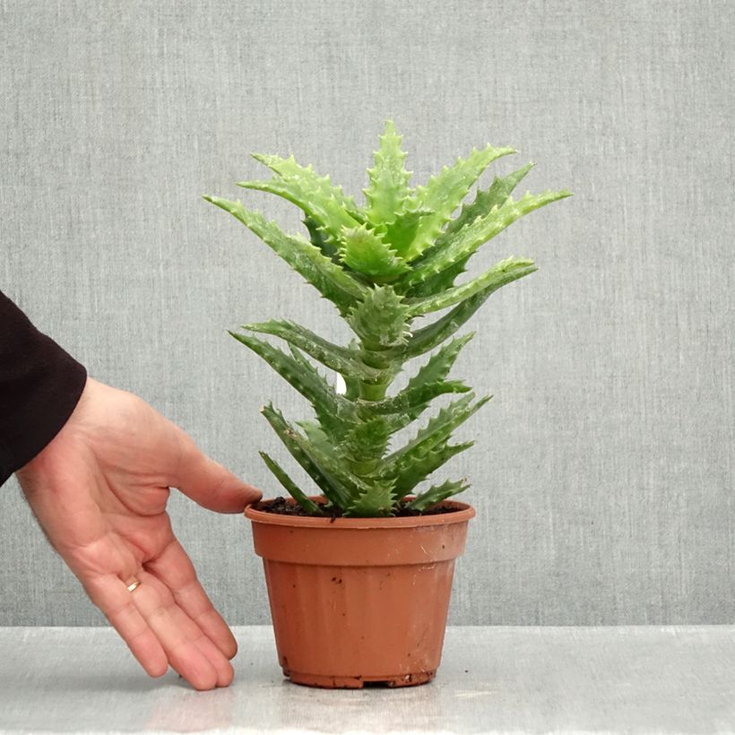 Exemplar von Aloe morogoroensis Topf 12 cm / 13 cm wie im Herbst geliefert