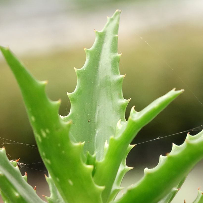 Aloe morogoroensis (Laub)