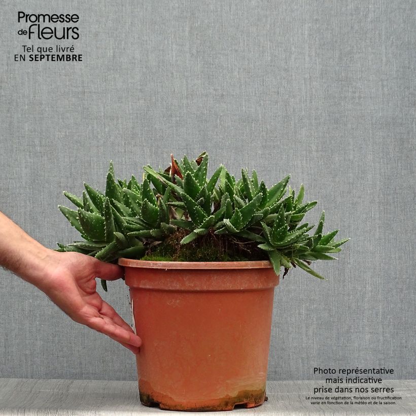 Example of Aloe perfoliata - Schuttaloe Topf mit 7,5L/10L as you get in automne
