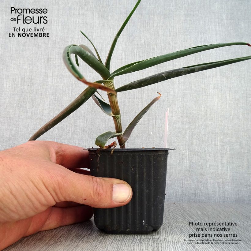 Example of Aloe striatula ArticJungle Kleine Töpfe von 8/9 cm as you get in automne