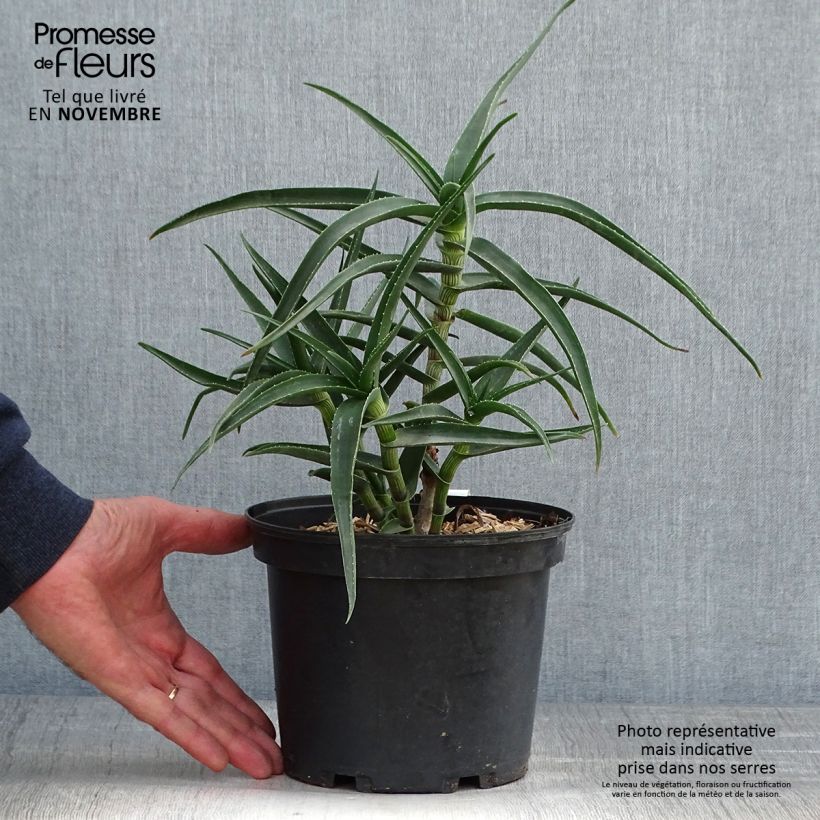 Example of Aloe striatula Topf mit 2L/3L as you get in automne