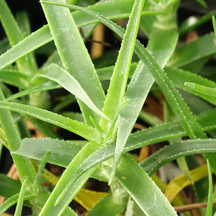 Aloe striatula ArticJungle (Laub)