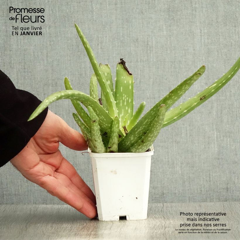 Exemplar von Aloe vera - Echte Aloe Kleine Töpfe von 7/8 cm wie im Winter geliefert