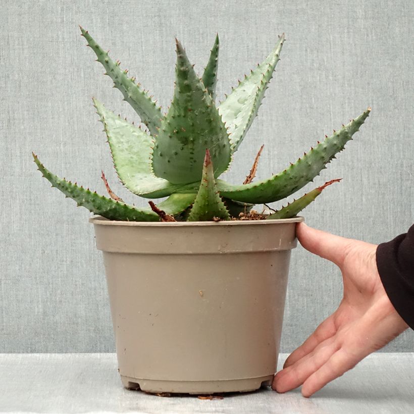 Exemplar von Aloe ferox - Kap-Aloe Topf mit 4L/5L wie im Herbst geliefert