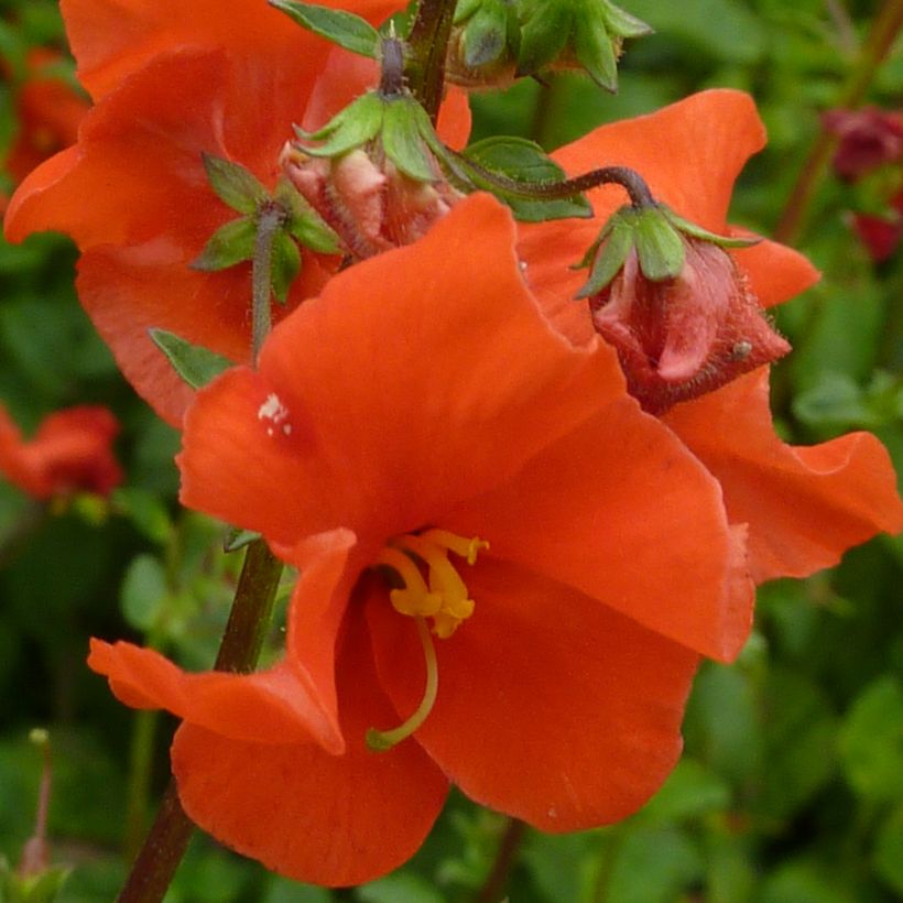 Alonsoa meridionalis Improved Fireball (Flowering)