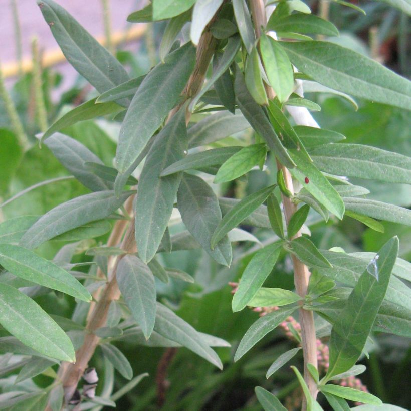 Zitronenstrauch - Aloysia polystachia (Foliage)