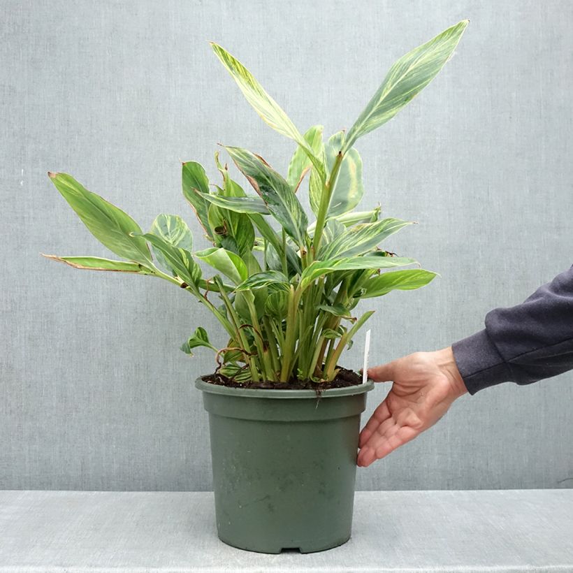 Exemplar von Alpinia zerumbet Variegata - Muschelingwer Topf mit 4L/5L wie im Frühjahr geliefert