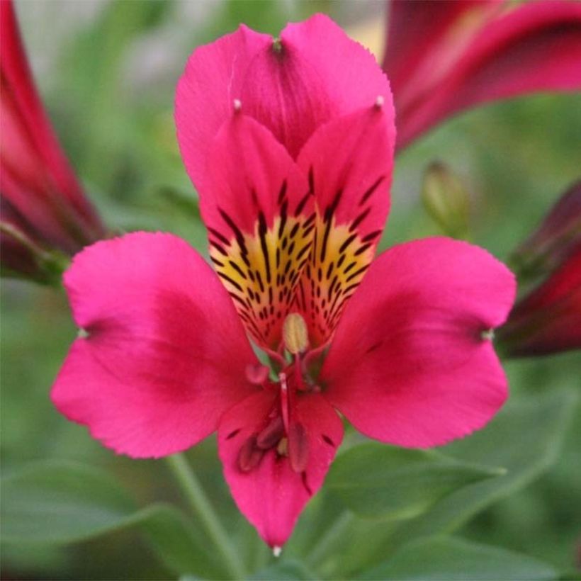 Alstroemeria Duc d'Anjou Arthur - Inkalilie (Flowering)