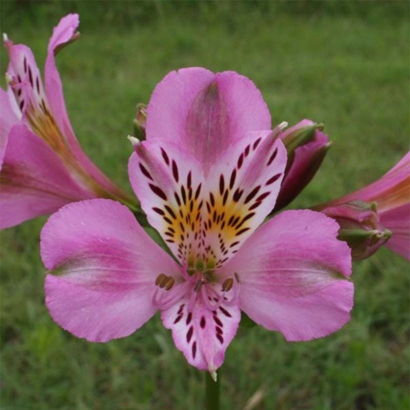 Alstroemeria Duc d'Anjou Charles - Inkalilie (Flowering)