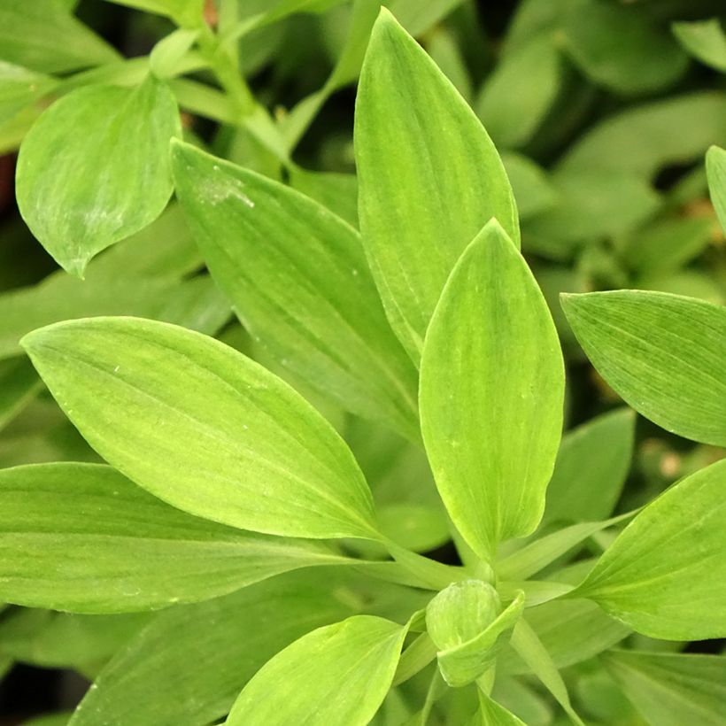 Alstroemeria Duc d'Anjou Charles - Inkalilie (Foliage)