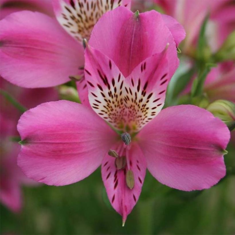 Alstroemeria Duc d'Anjou Edouard - Inkalilie (Flowering)