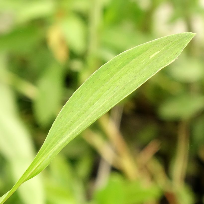Alstroemeria Duc d'Anjou Edouard - Inkalilie (Foliage)