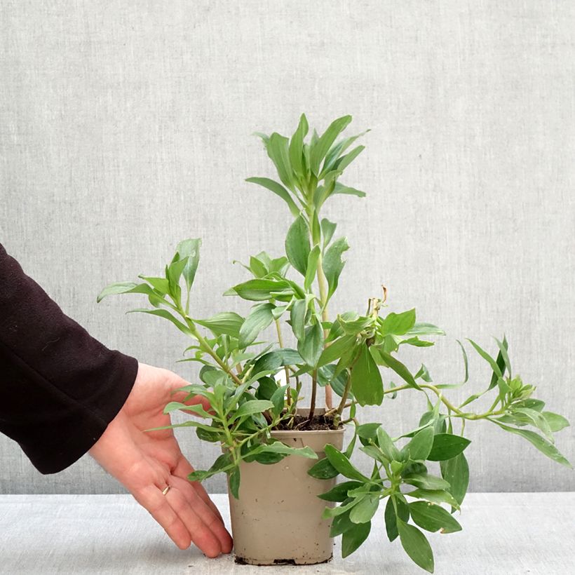 Exemplar von Alstroemeria Duc d'Anjou Edouard - Inkalilie Topf mit 1L/1,5L wie im Frühjahr geliefert