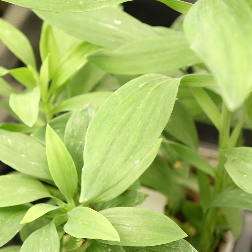 Alstroemeria Duc d'Anjou François - Inkalilie (Foliage)