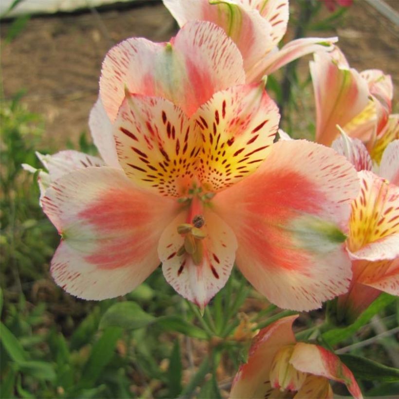 Alstroemeria Duc d'Anjou Jean - Inkalilie (Flowering)