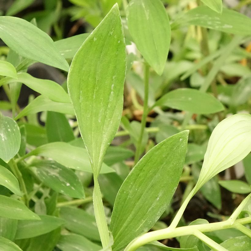 Alstroemeria Duc d'Anjou Jean - Inkalilie (Foliage)