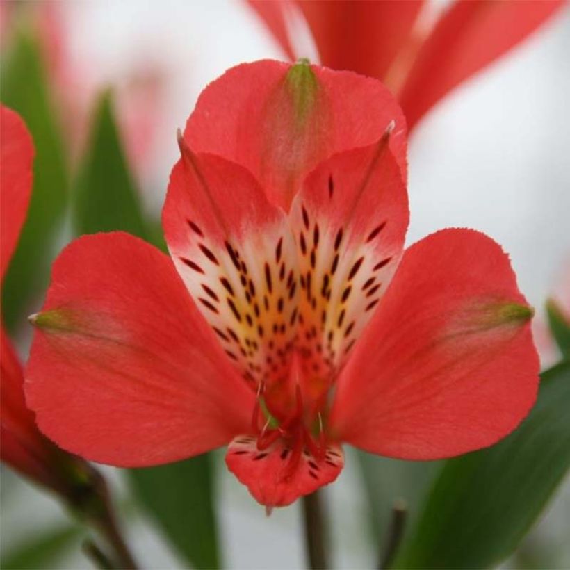 Alstroemeria Duc d'Anjou Louis - Inkalilie (Flowering)