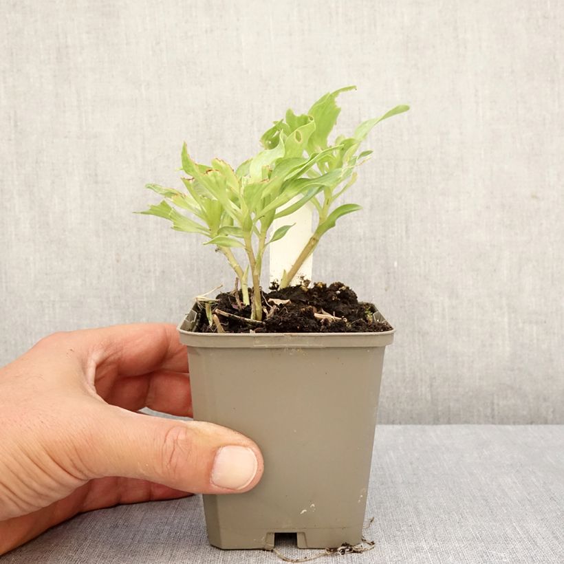 Exemplar von Alstroemeria Duc d'Anjou Louis - Inkalilie Kleine Töpfe von 8/9 cm wie im Herbst geliefert