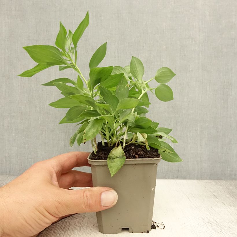 Example of Alstroemeria Duc d'Anjou Louis - Inkalilie Kleine Töpfe von 8/9 cm as you get in ete