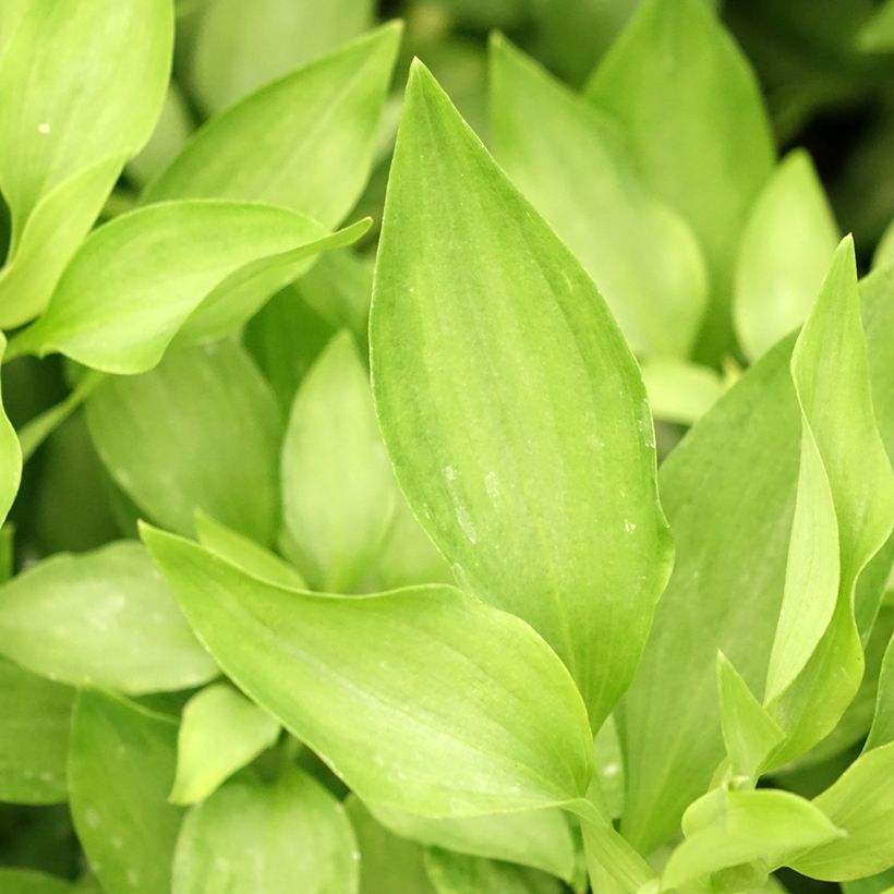 Alstroemeria Duc d'Anjou Louis - Inkalilie (Foliage)