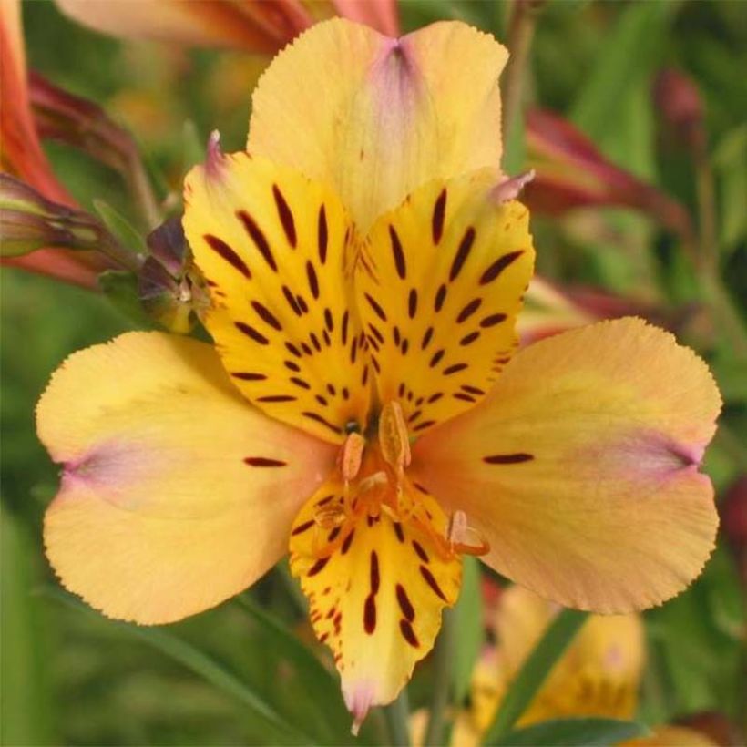 Alstroemeria Duc d'Anjou Nicolas - Inkalilie (Flowering)